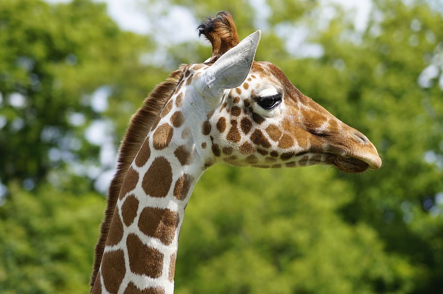giraffe, zoo, whipsnade, bedfordshire, animal, nature, safari, HD wallpaper
