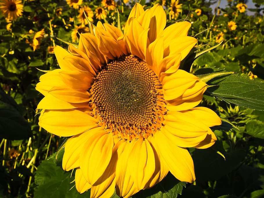 sun flower, blossom, bloom, yellow, summer, close, plant, summer flower HD wallpaper