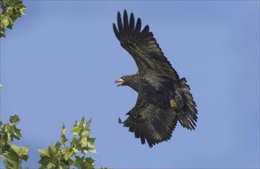 bird, eagle, bald, immature, flying, wildlife, raptor, nature HD wallpaper
