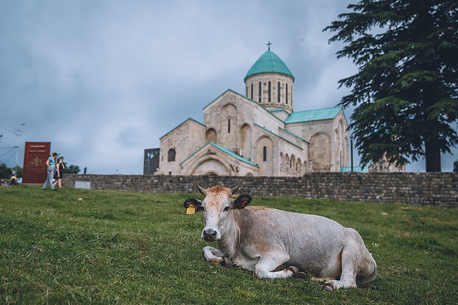 Georgia Holy Trinity Church, Cow, the scenery, architecture, religion, HD wallpaper