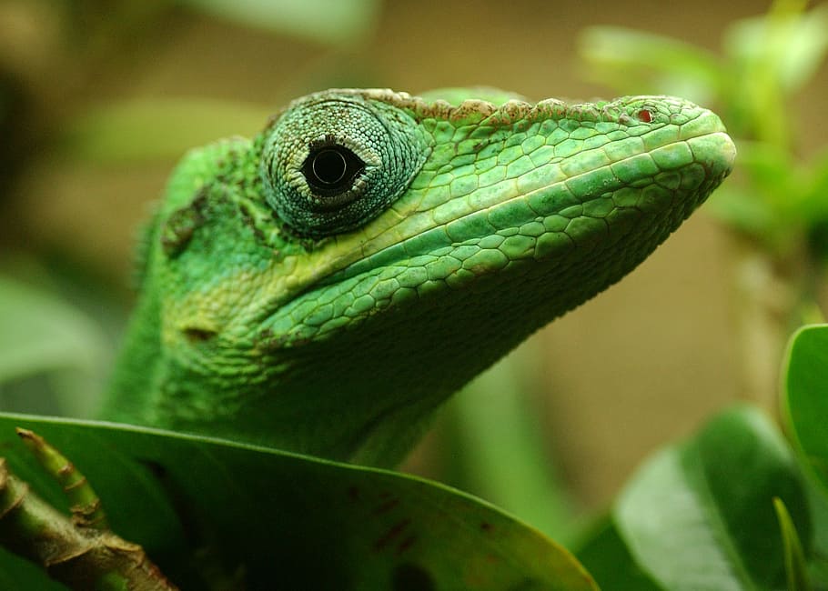 Lizard, Reptile, Sauri, green color, one animal, close-up, animal wildlife HD wallpaper