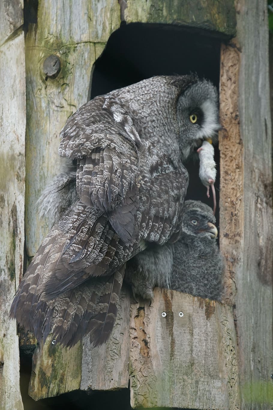 bart owl, bird, chicks, food, straw nebulosa lapponica, bird of Prey HD wallpaper