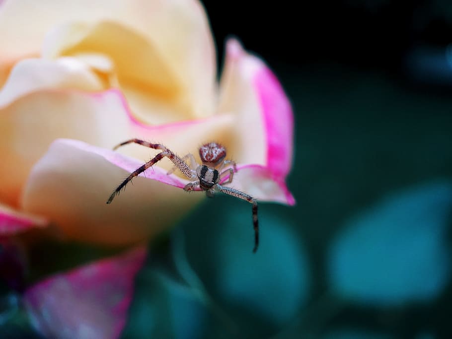 spider on yellow flower, closeup photo of gray spider on yellow flower HD wallpaper