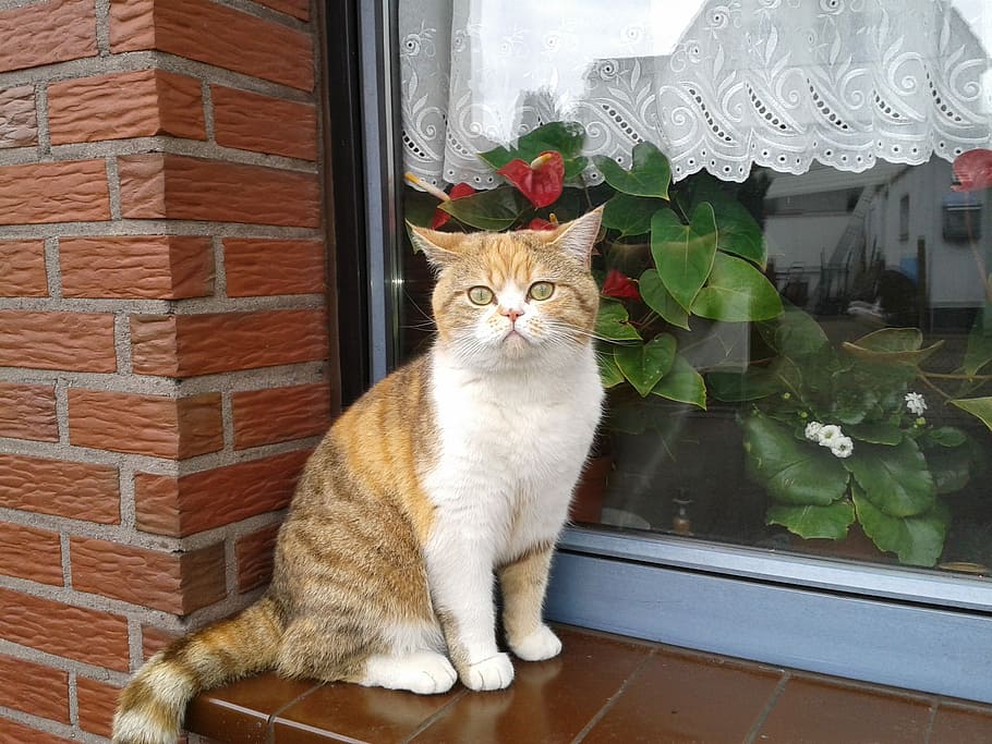 Cat, Window Sill, Animal, Pet, domestic cat, pets, looking at camera HD wallpaper