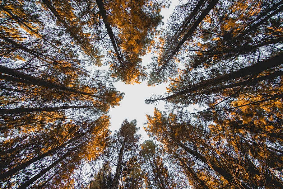 low angle photography of forest, low angle photo of yellow leaf trees