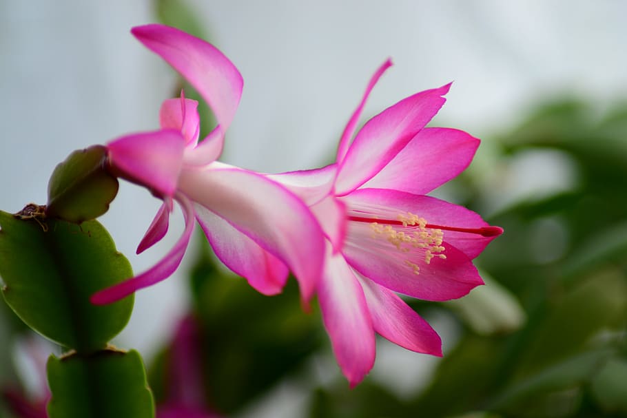 pink Christmas cactus flower in bloom, easter cactus, house cactus