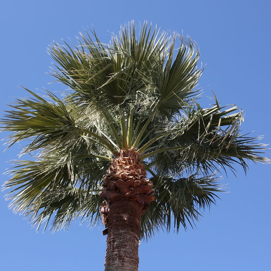 Palm Tree, Arizona, Organic, agriculture, outdoors, environment HD wallpaper