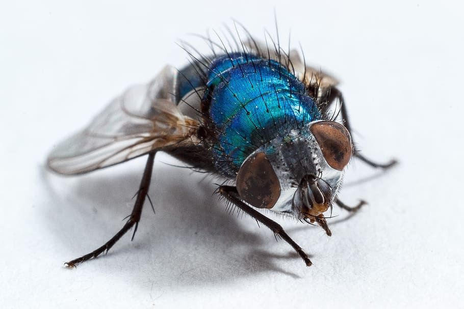 housefly, insect, macro, insect macro, wing, invertebrate, animal themes HD wallpaper