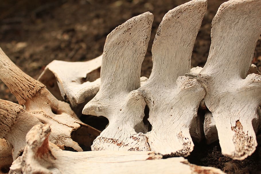 bones, white, skeleton, broken, old, decay, anatomy, animal HD wallpaper