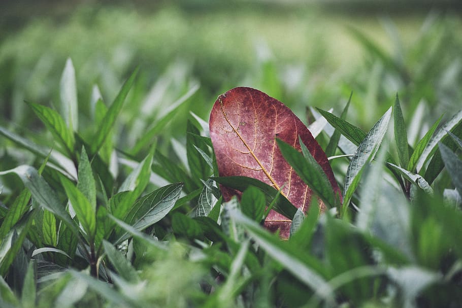 shallow focus photography of red leaf on green grass, brown leaf on green grass during daytime HD wallpaper