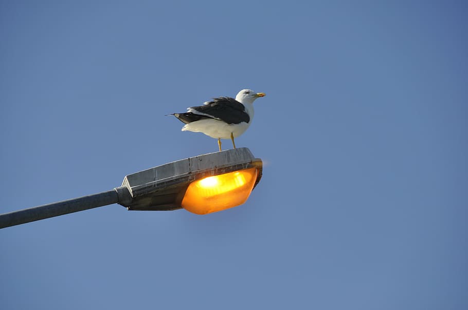 gull, seagull, perched, light, street, bird, sky, vertebrate HD wallpaper