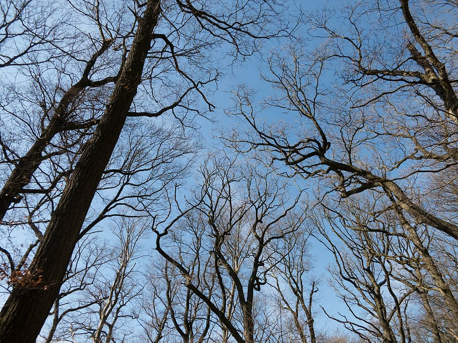 tree, aesthetic, log, branch, branch branches, winter sun, kahl HD wallpaper