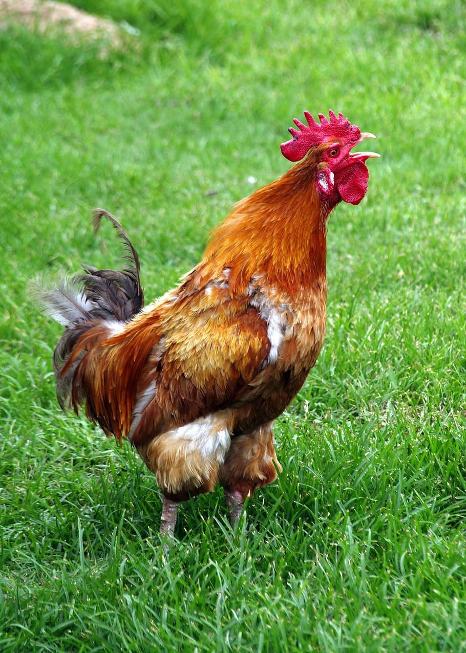 Rooster, Poultry, Nature, Feather, chicken - bird, livestock HD wallpaper