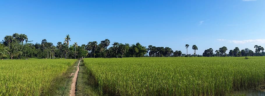 HD wallpaper: path between corn plants, Rice Fields, Cambodia, Angkor ...