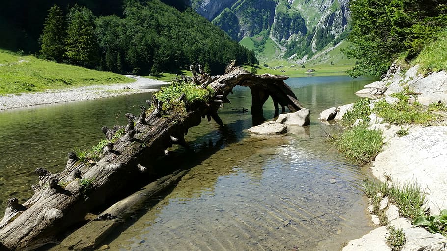seealpsee, root, switzerland, lake, nature, alpine, tree, water, HD wallpaper