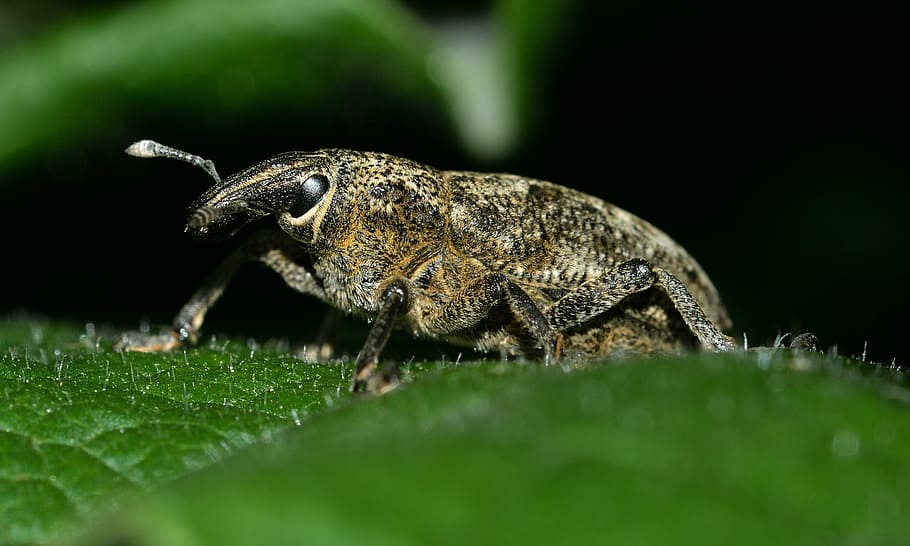 insects, beetles, weevil, animal themes, animal wildlife, one animal HD wallpaper