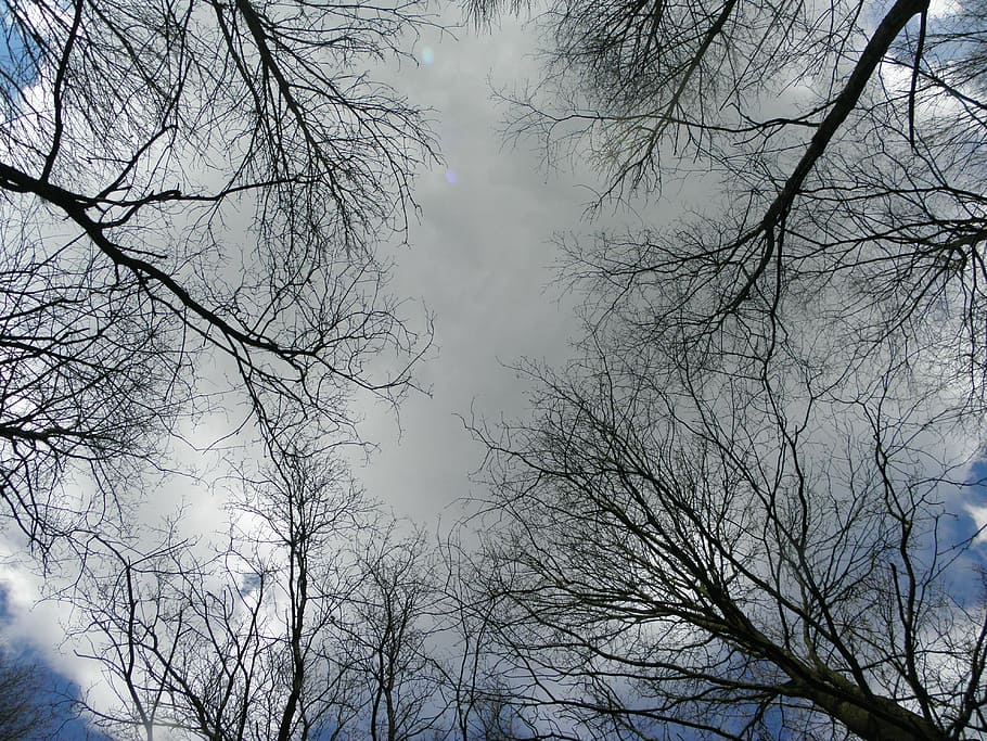 aesthetic, rain cloud, sky, grey, trueb, nature, tree, branch, HD wallpaper