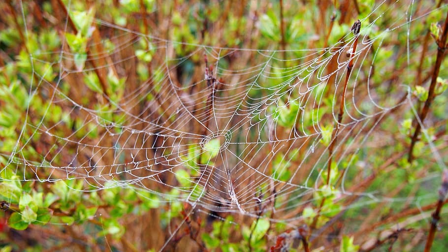 cobweb, spider, nature, macro, arachnid, spider's web, morning HD wallpaper