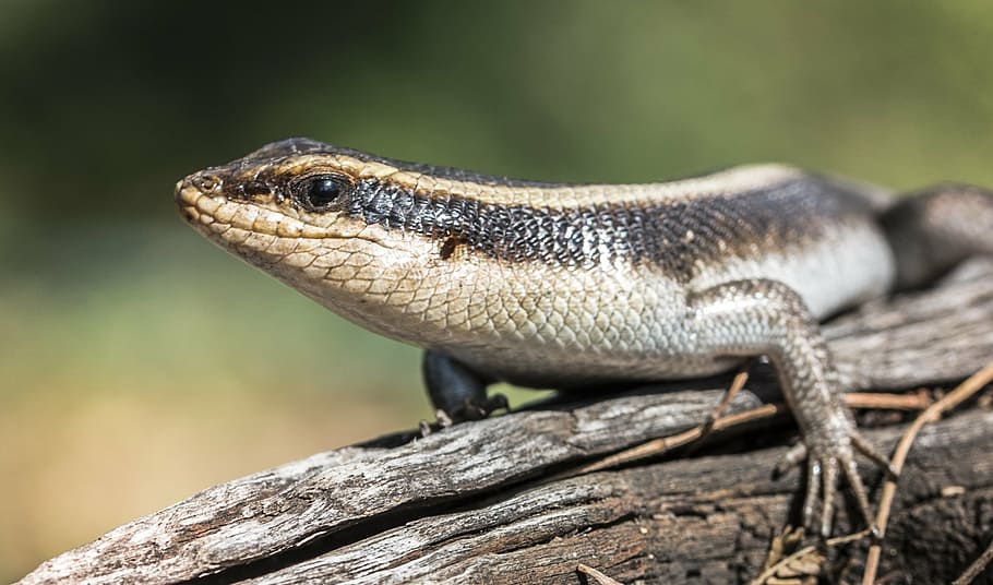 animal, cold blooded, lizard, nature, wildlife, cold-blooded HD wallpaper