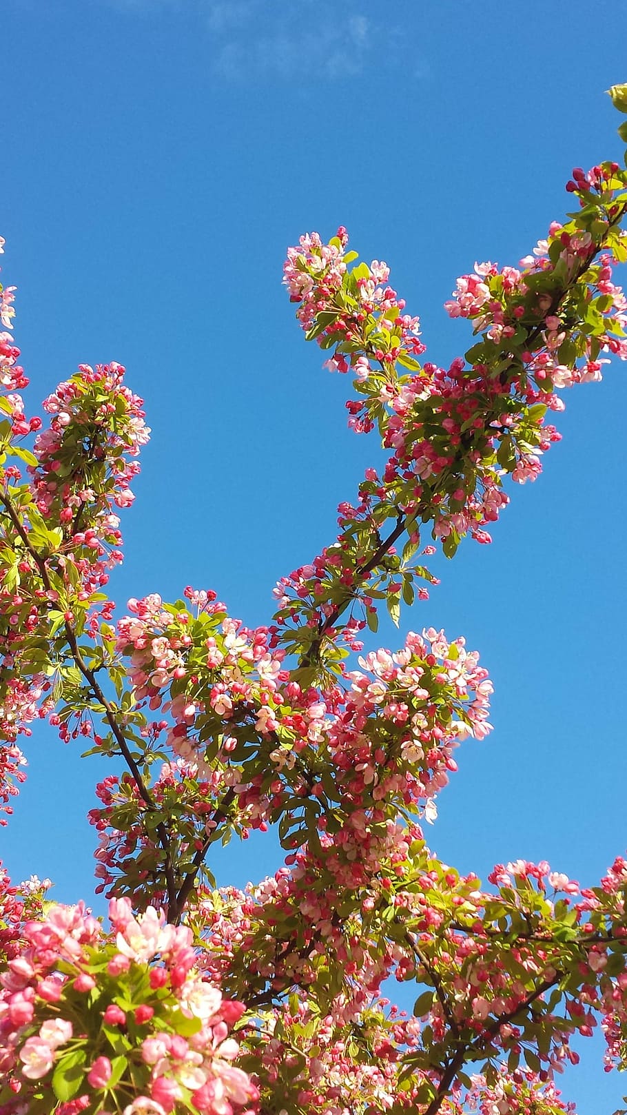 spring, pink, tree, flowers, himmel, nature, plant, sky, flowering plant HD wallpaper