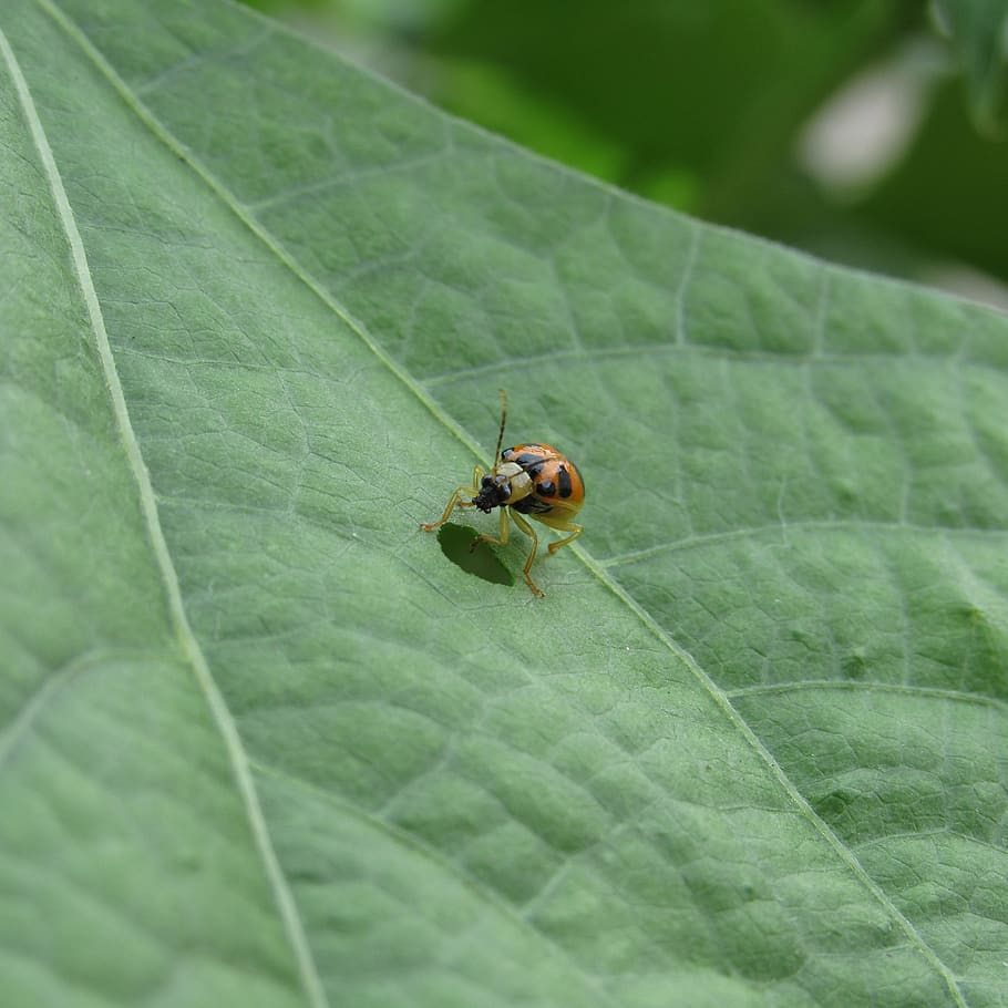 nature, leaf, ladybug, green sheet, invertebrate, insect, one animal HD wallpaper