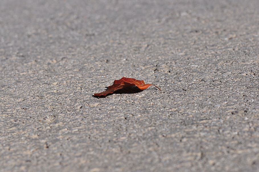 leaf, leaves, asphalt, road, no people, day, nature, selective focus HD wallpaper