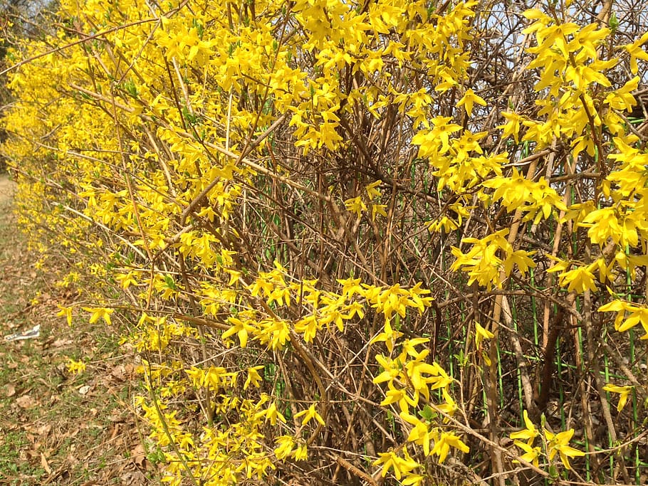 forsythia, side, forsythia tree, yellow, plant, growth, beauty in nature HD wallpaper