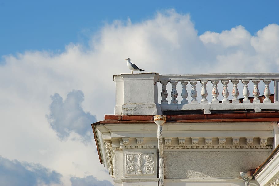 seagull, sky, summer, clouds, white seagull, palace, cloud - sky HD wallpaper