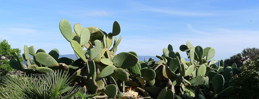 cactus pear, opuntia ficus-indica, prickly pear, sardinia, flora, HD wallpaper