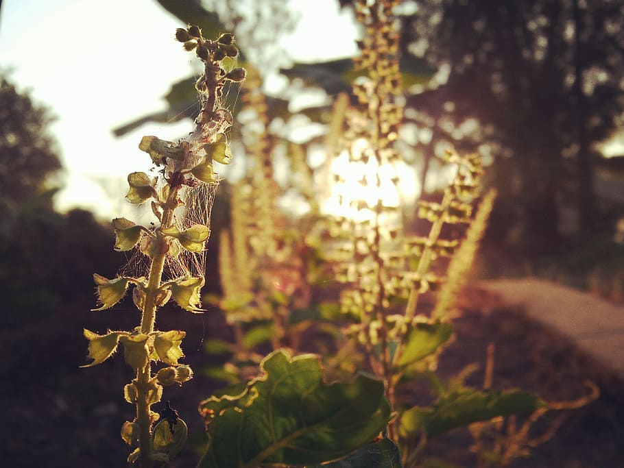 tree, nature, leaf, flora, outdoors, flower, sunrise, basil HD wallpaper