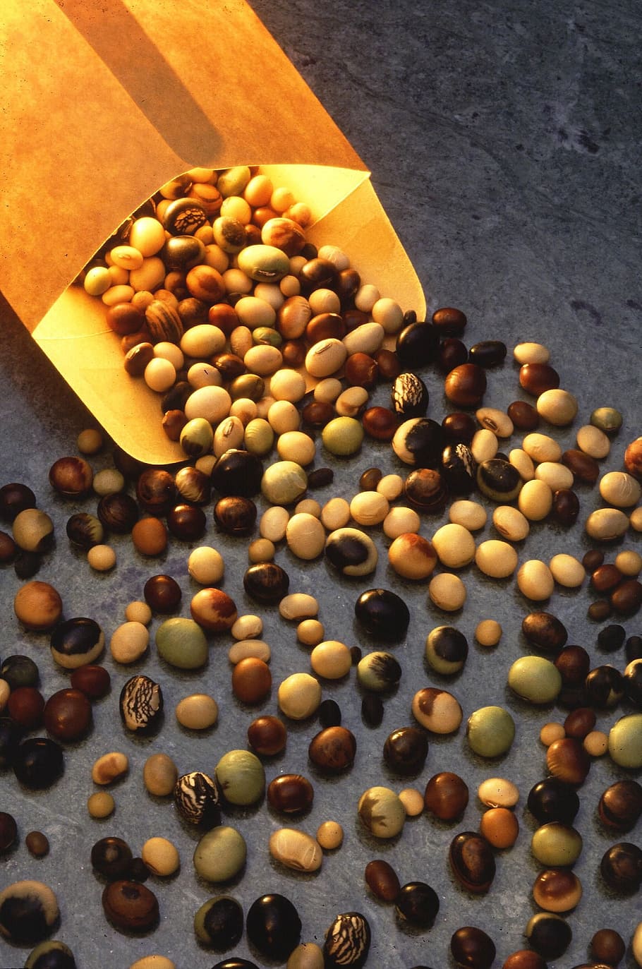 soybeans, colored, multi, seeds, plants, flora, food, food and drink HD wallpaper