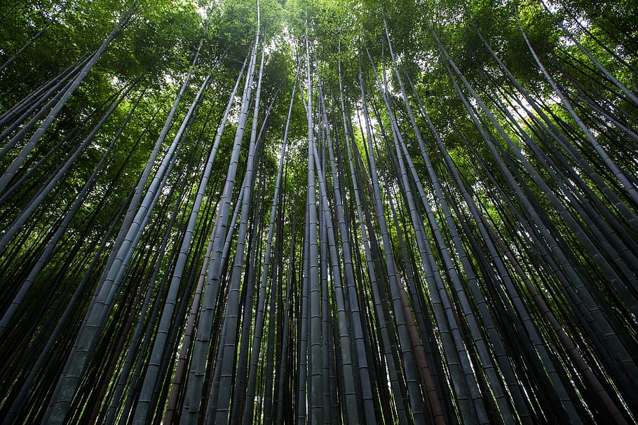 plants, trees, bamboo, slender, thin, nature, green, environment HD wallpaper