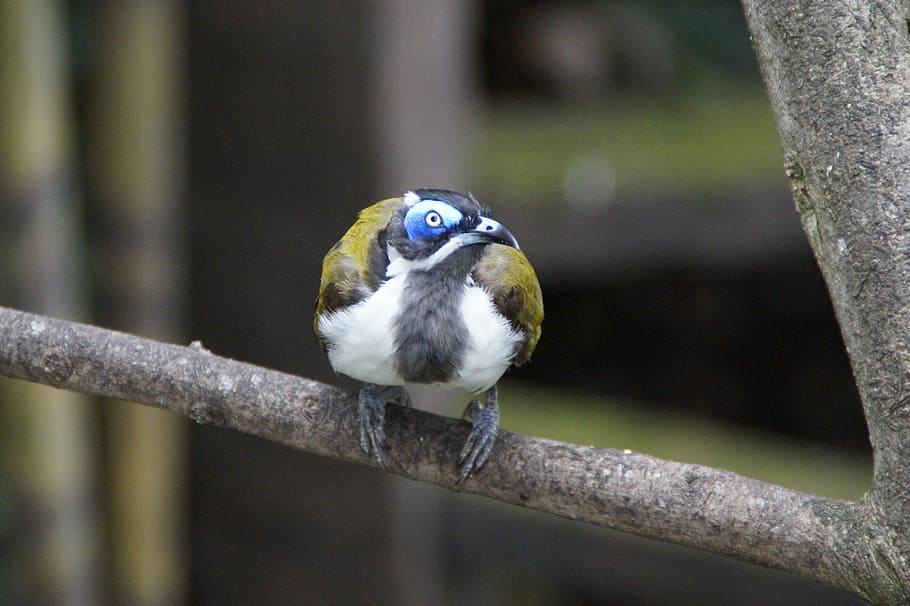 bird, cheeky, curious, drawing, plumage, colorful, bird aviary HD wallpaper