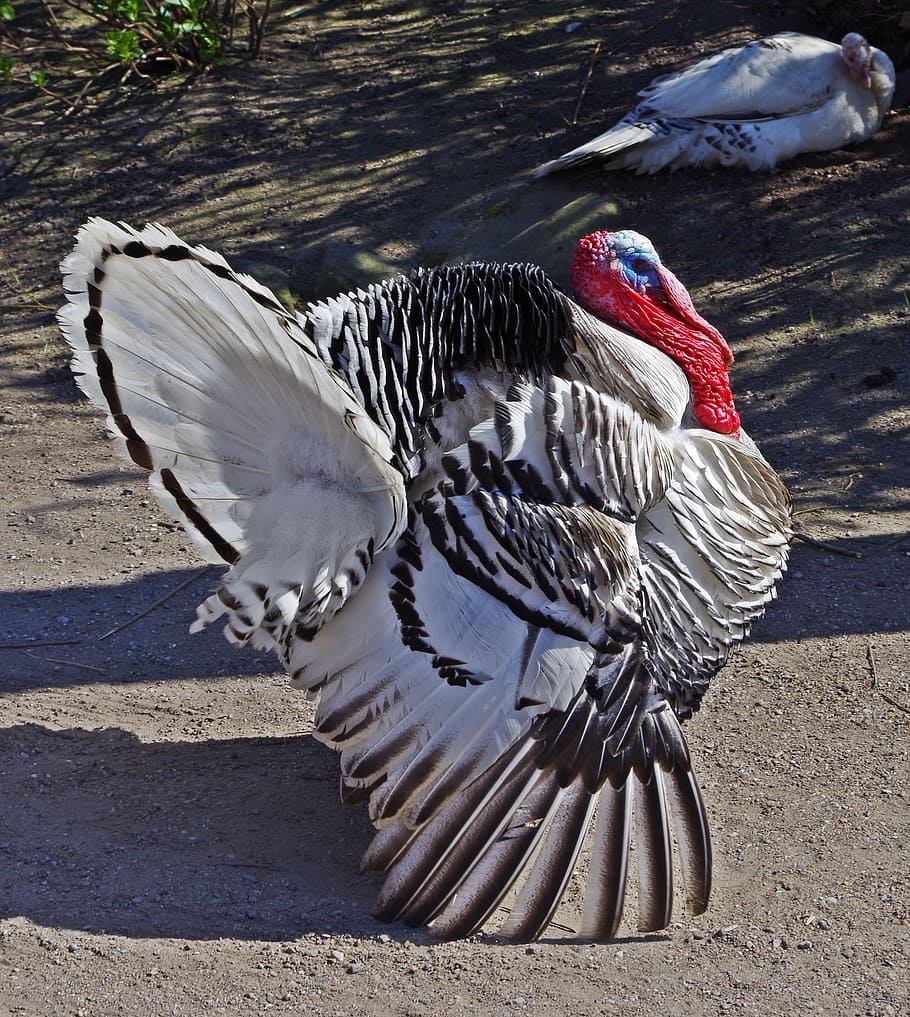 turkey, bird, plumage, creature, animal, poultry, animal themes HD wallpaper