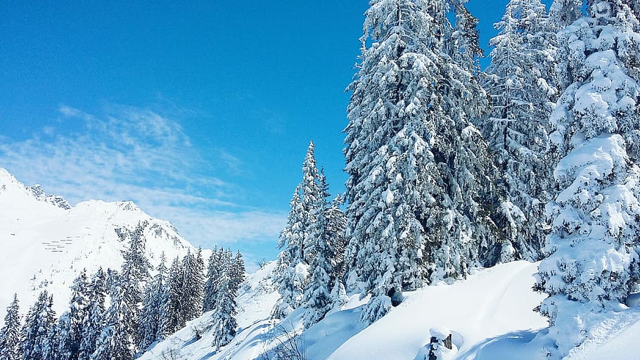 photography of snowed forest, trees coated with snow during day time HD wallpaper