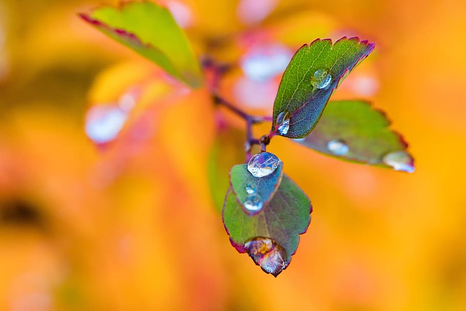 shallow focus photograph of green plant with water droplets, leaves