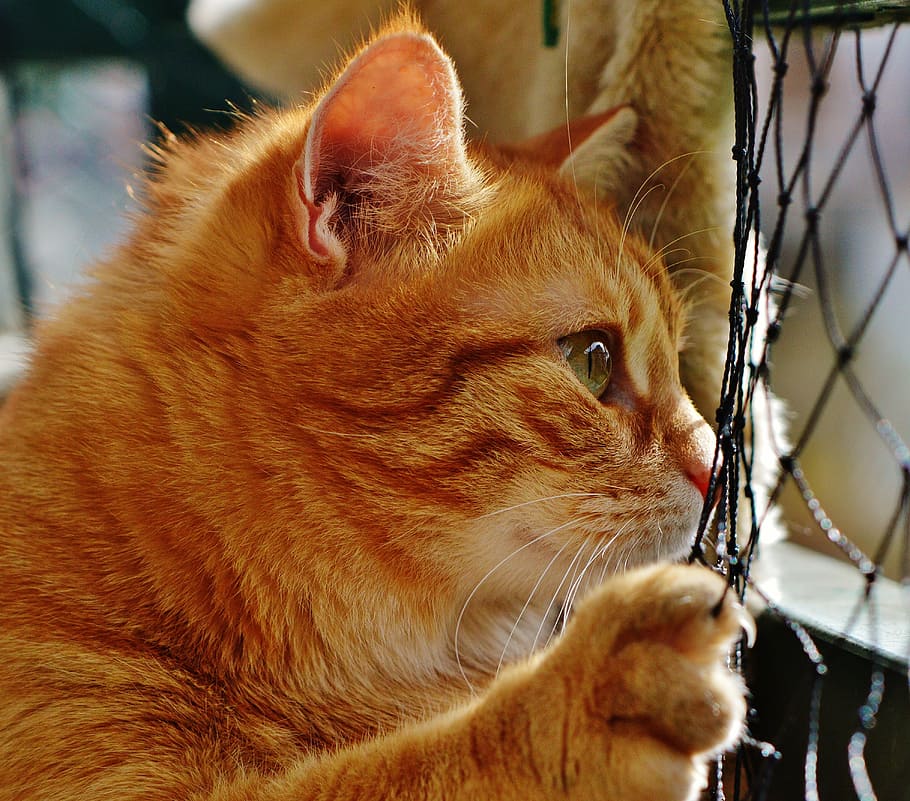 closeup photo of orange tabby cat, red, cute, mackerel, tiger HD wallpaper