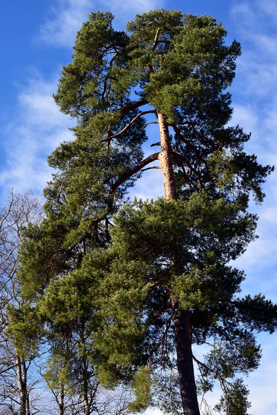 pine, conifer, winter, evergreen, sky, clouds, blue, spring