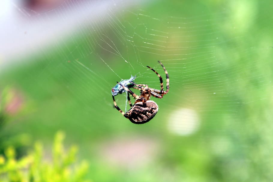 spider, cobweb, a small insect, cobweb predator, network, spider's web, HD wallpaper