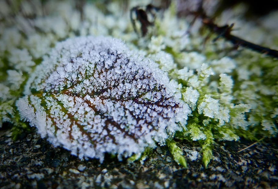 bright, close-up, color, environment, frost, garden, green HD wallpaper