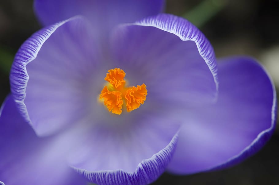 close up photo of purple tulip, crocus, spring, flower, saffron HD wallpaper