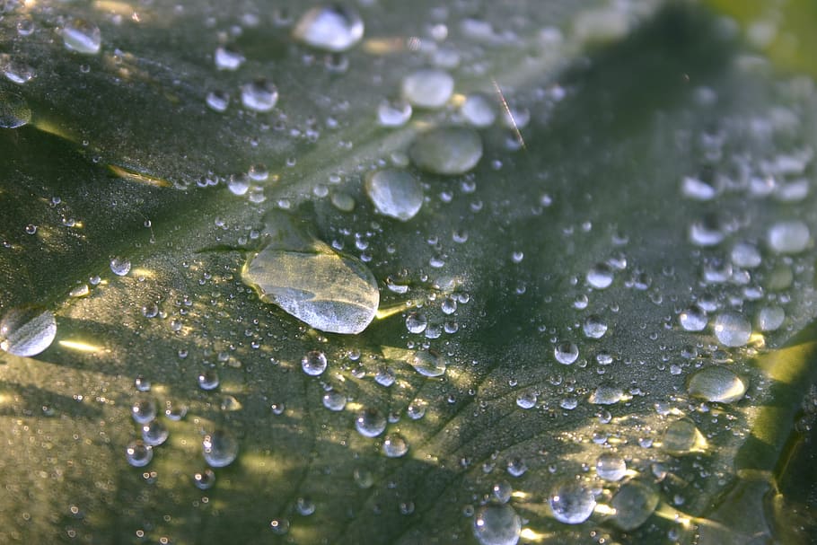 water, leaf, droplets, beautiful, close-up, macro, green, dew HD wallpaper