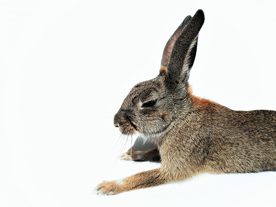 brown and black rabbit in focus photography, sleepy, bunny, eyes, HD wallpaper
