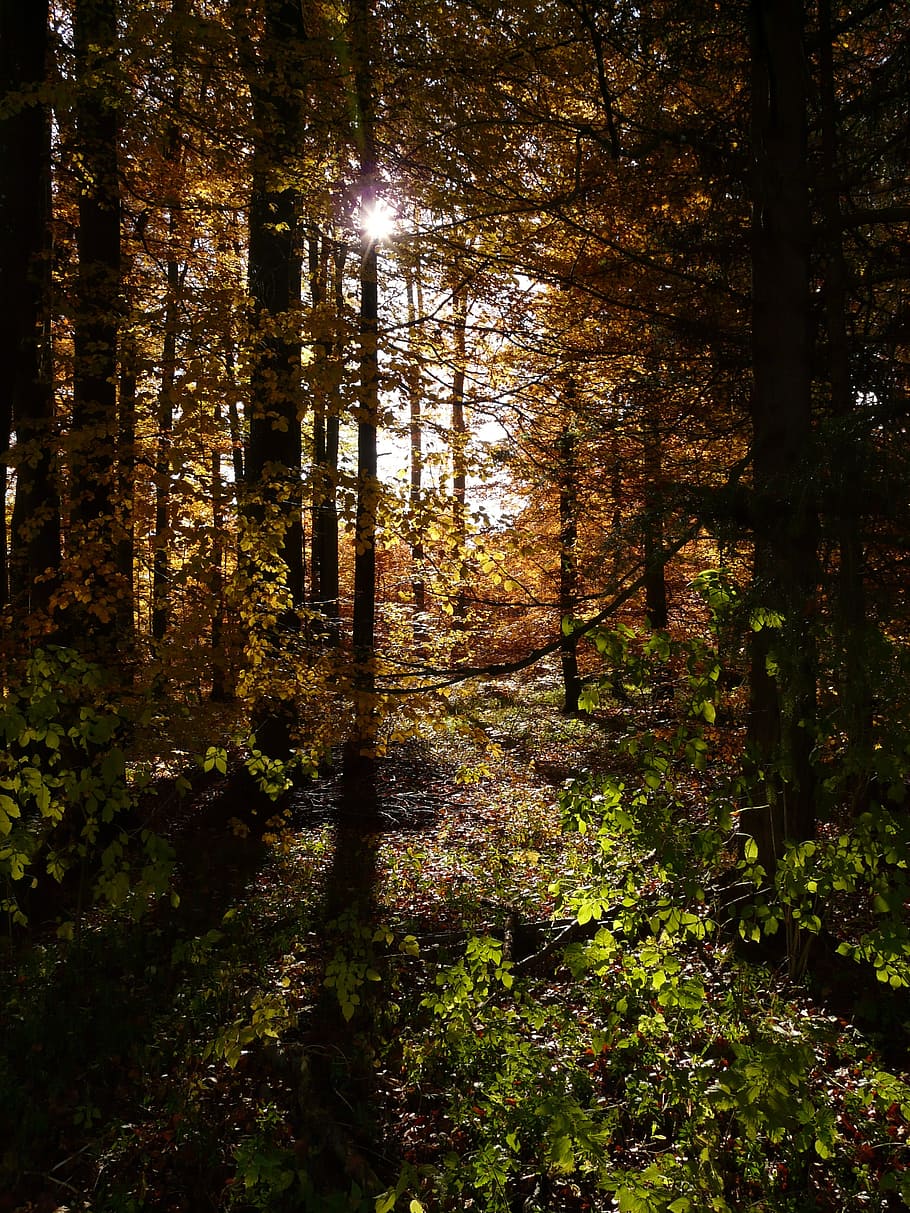 forest, back light, autumn, october, leaves, golden, bright HD wallpaper