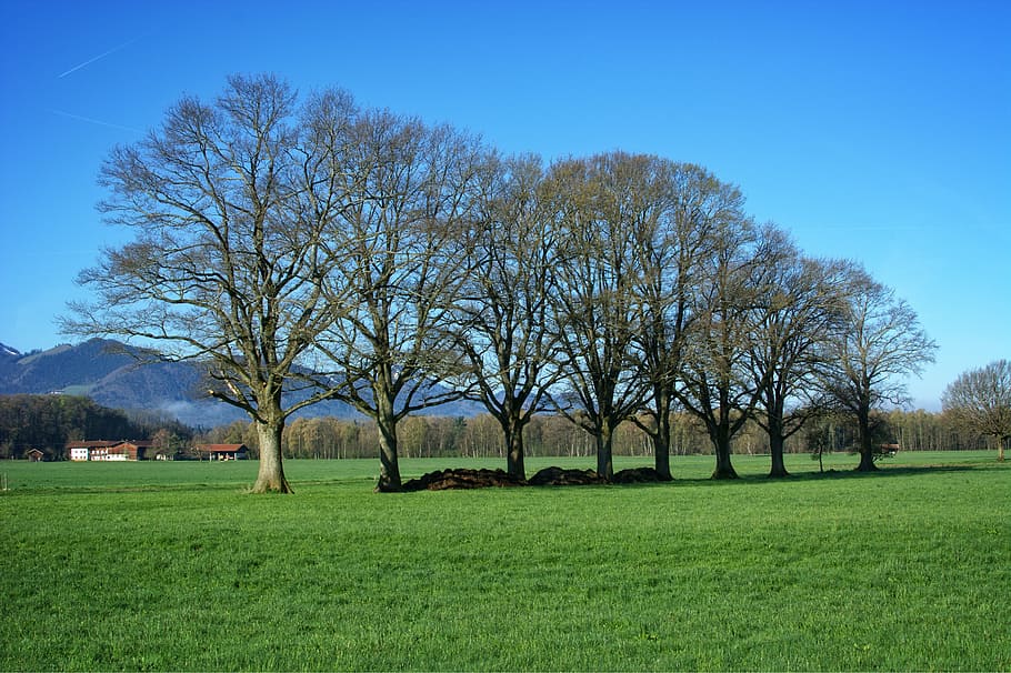trees, group, nature, mood, grove of trees, romance, meadow HD wallpaper