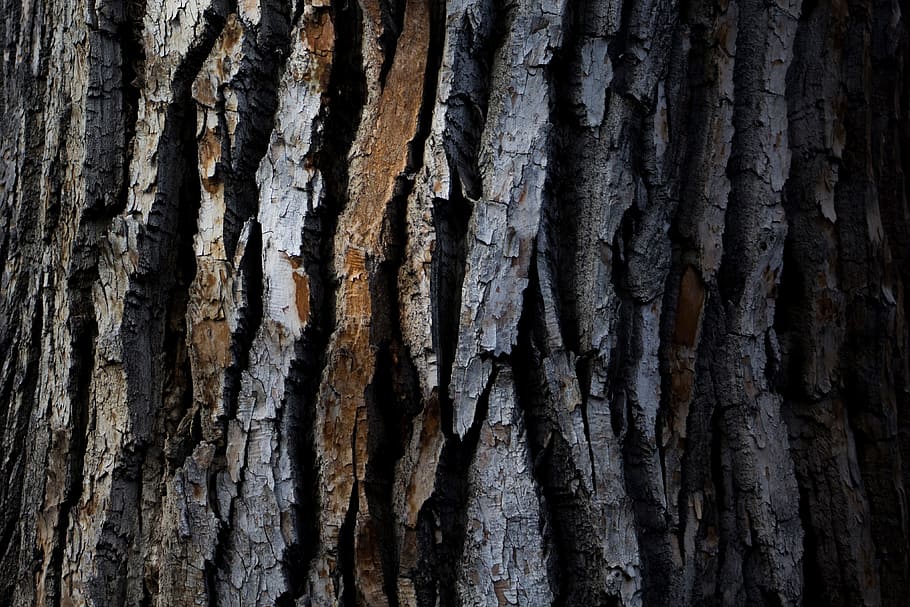 Closeup texture shot of wood tree bark, textures, nature, forest