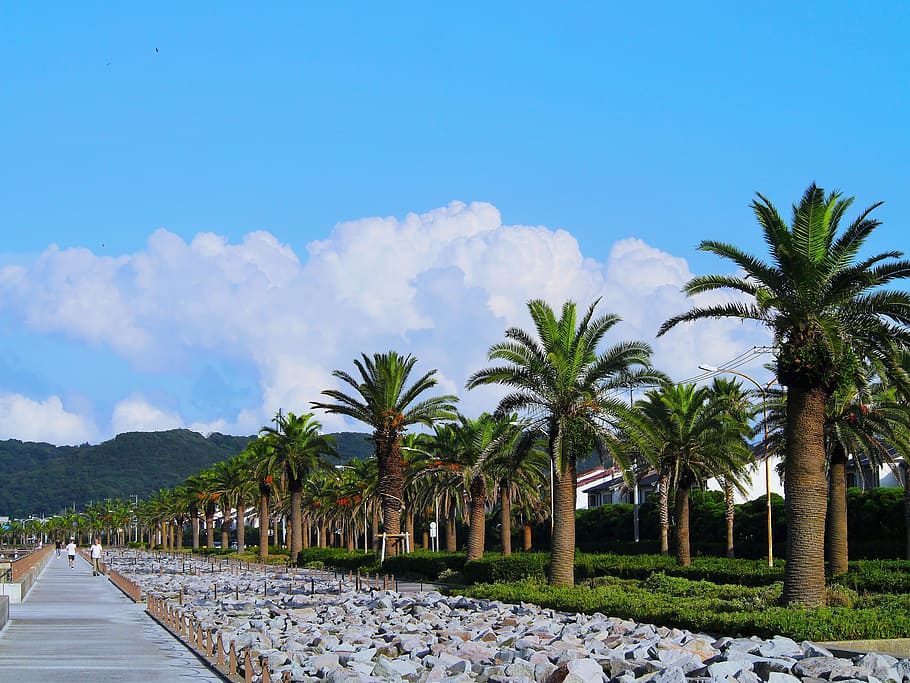 palm trees, tree lined, blue sky, white, cloud, green, asphalt