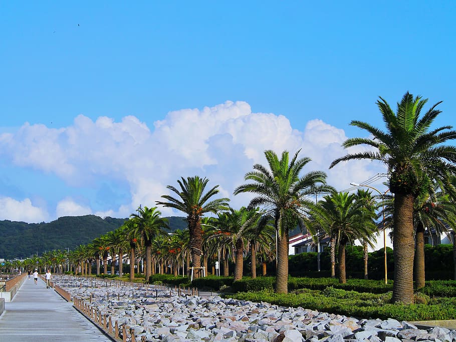 palm trees, tree lined, blue sky, white, cloud, green, asphalt HD wallpaper