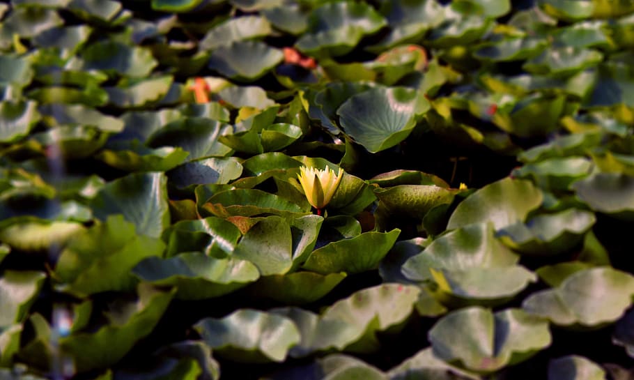 flora, leaf, nature, desktop, food, fresh, natural, plant part HD wallpaper