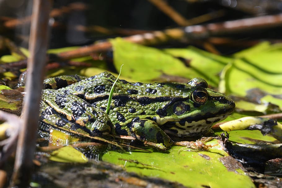 frog, amphibian, nature, animal world, swamp, waters, close up, HD wallpaper